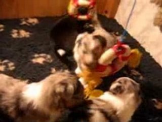 Chiots Shetland Jeux