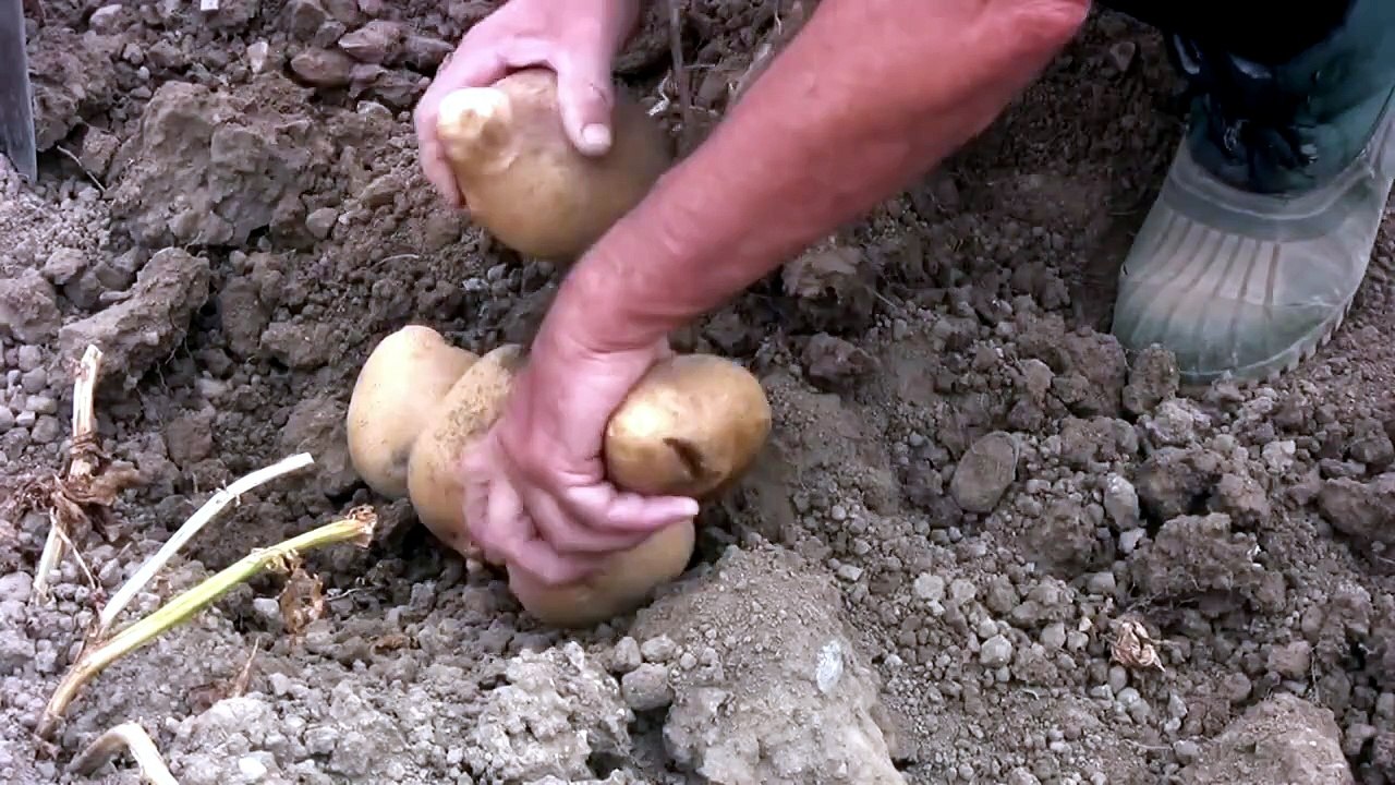 man picks potatoes with his hands from a home garden - Free Stock Video Explained