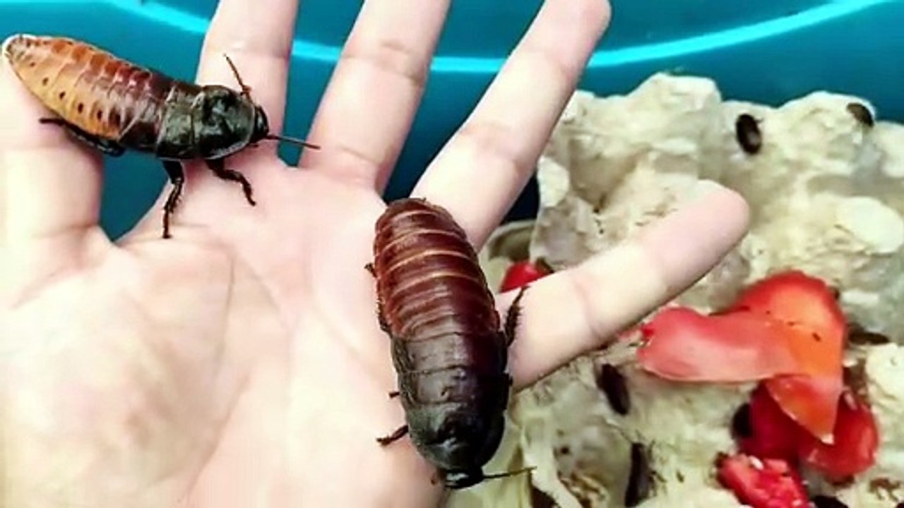 a pair of madagascar cockroaches walk on a hand in the foreground - Free Stock Video Explained