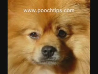 Dog parvo symptoms what can you do