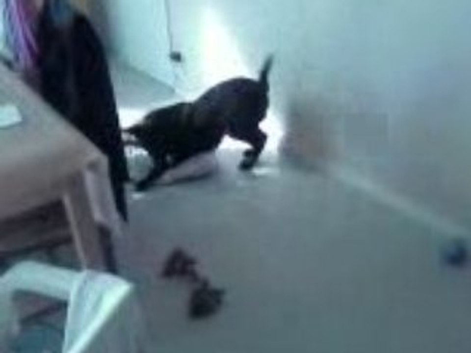 Vidéo0136