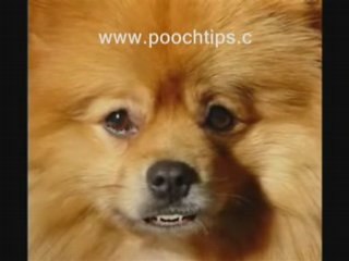 Puppy and the risk of dog parvo symptoms