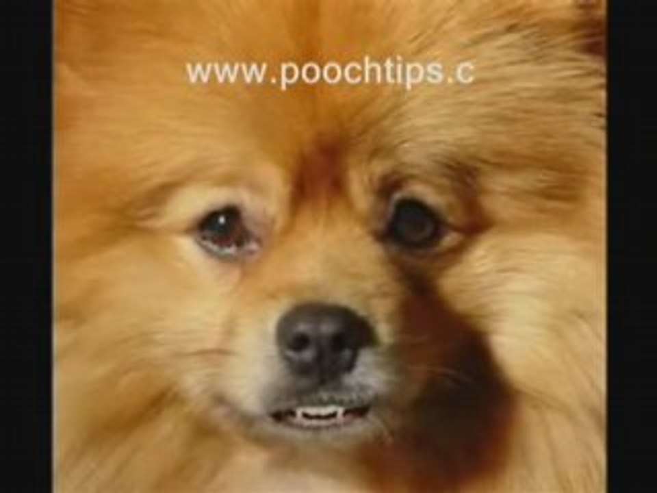 Puppy and the risk of dog parvo symptoms