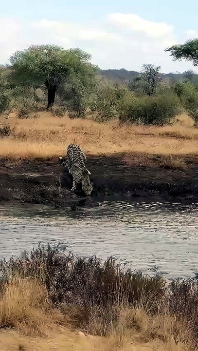 Breathtaking Safari Video Of A Giant Crocodile Ambushing And Dragging A Drinking Leopard Into Water