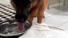 🤣🤣Funny German Shepherd dogs🐾🐾🐾🐾🐾😍😍 #🤣🤣🤣german Shepherd #cute#colour #price#