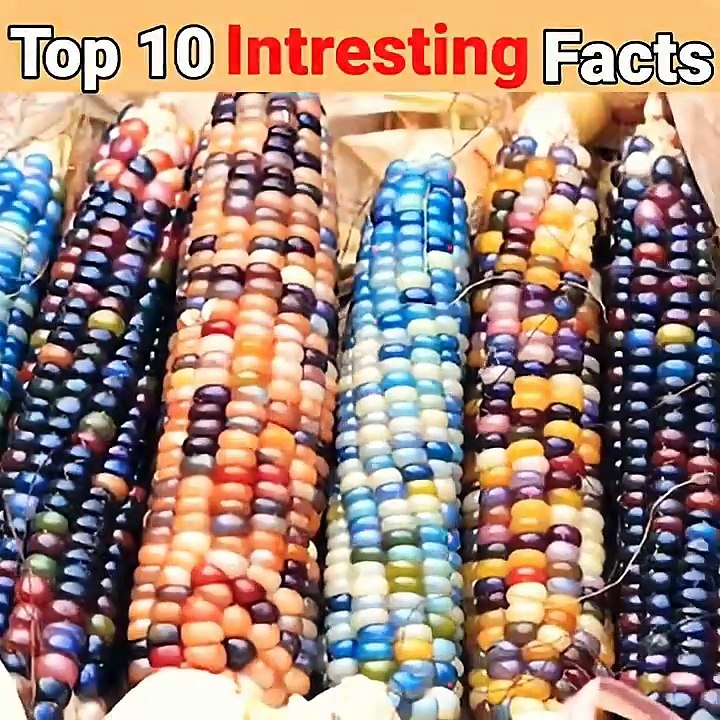 😱 Top 10 Amazing Facts in Hindi 🤯 | Random Facts That Will Blow Your Mind! #Shorts