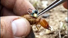 A Tiny Camera Reveals a Termite's Secret World 🐜📷