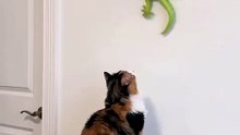 Electric RC Climbing Wall Lizard – Interactive Cat & Dog Toy | Just $15.77