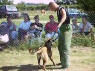 Chipie defense du maitre