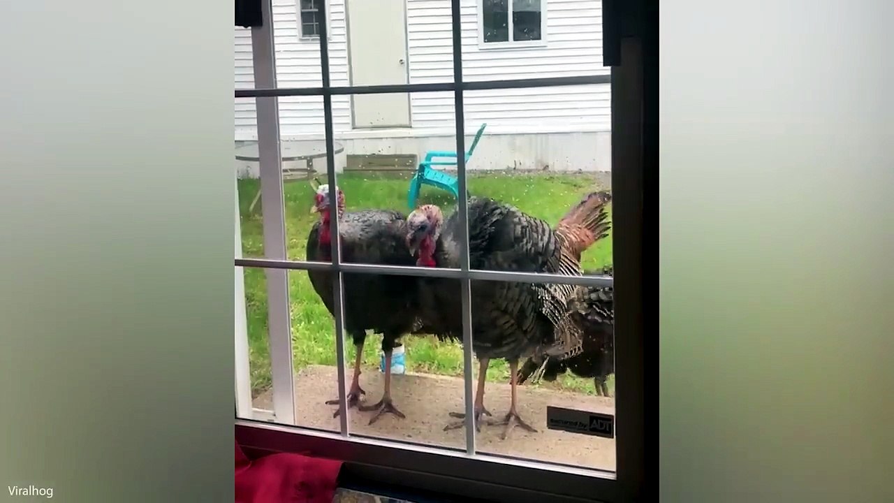 🐾 Animal Fails That Everyone Loves! #Funny #Animals#viral#funnyvideo