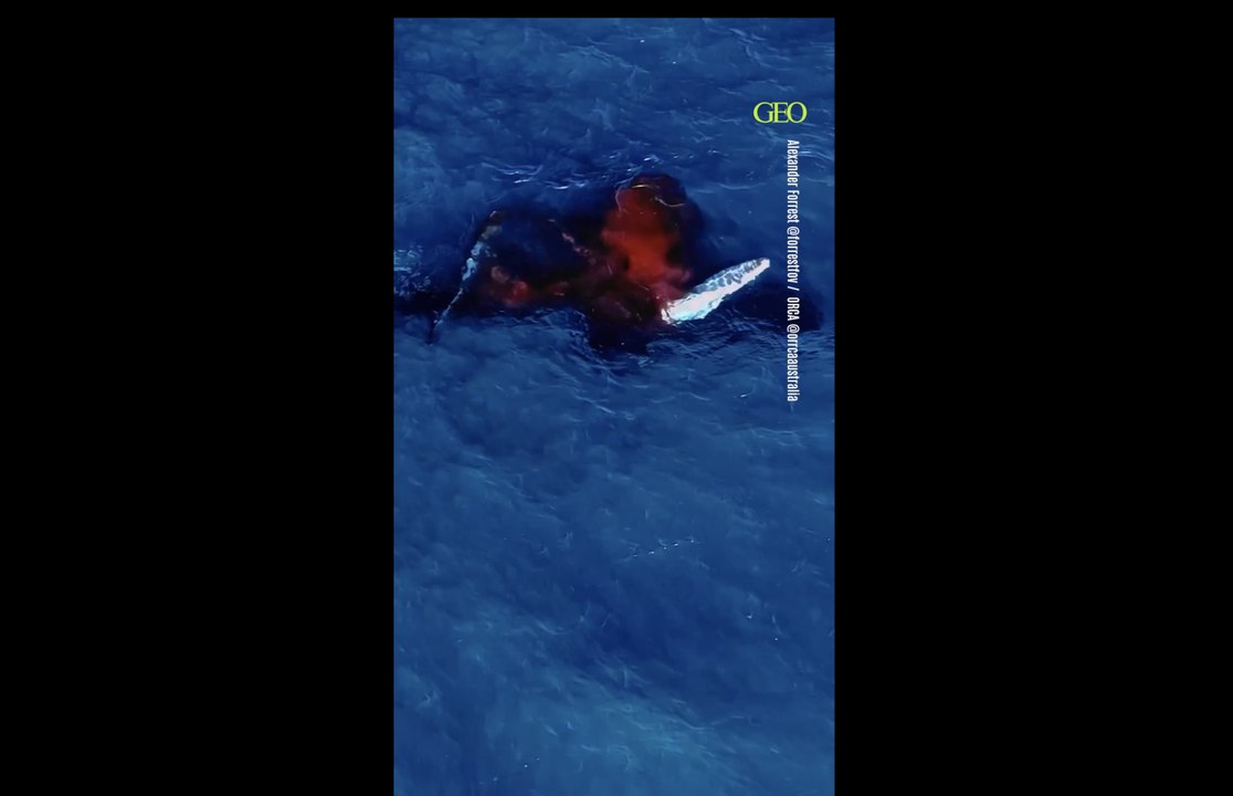 Pour la première fois, un drone filme la naissance d'une baleine à bosse en Australie