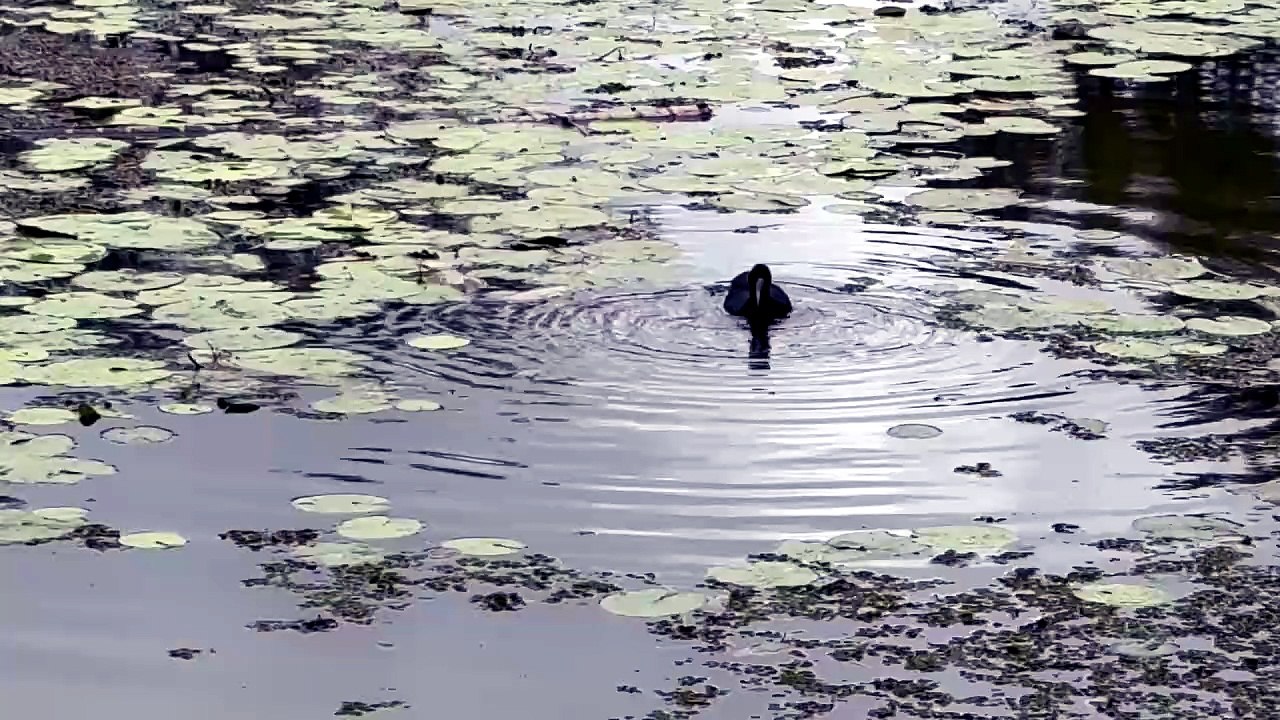 Australasian swamphen 07