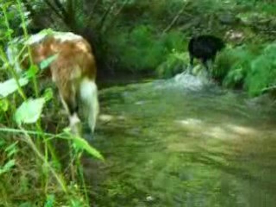 Baignade dans la foret Vol.3