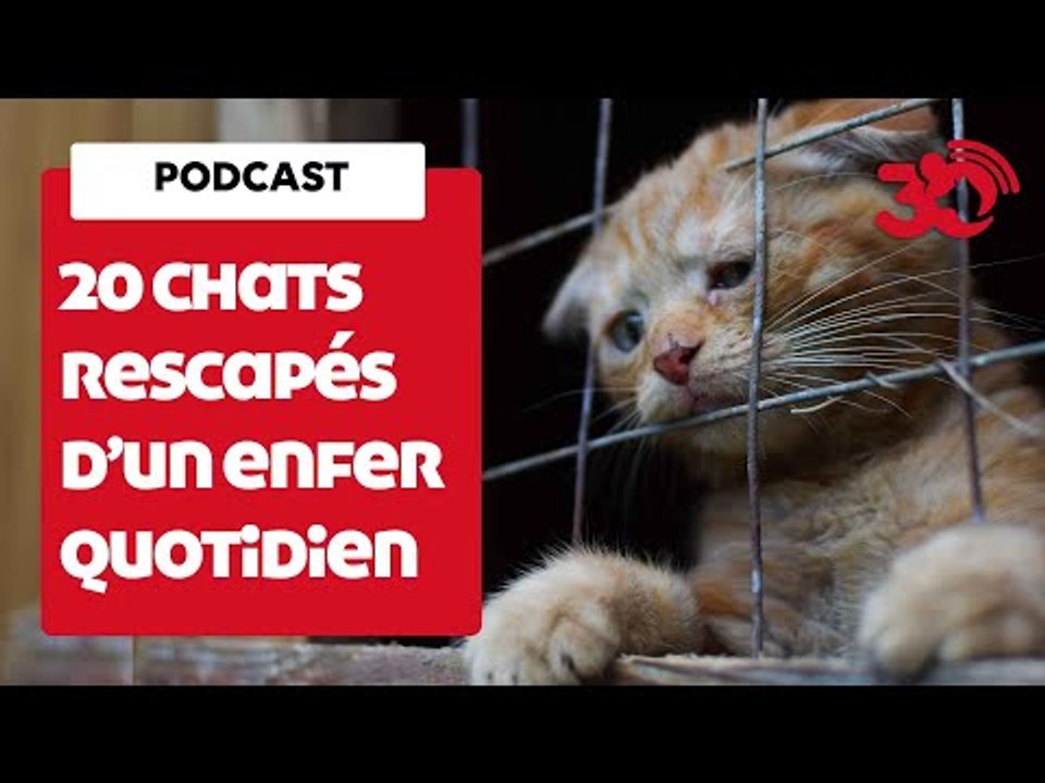 PODCAST - 20 Chats Rescapés D'Un Enfer Quotidie...
