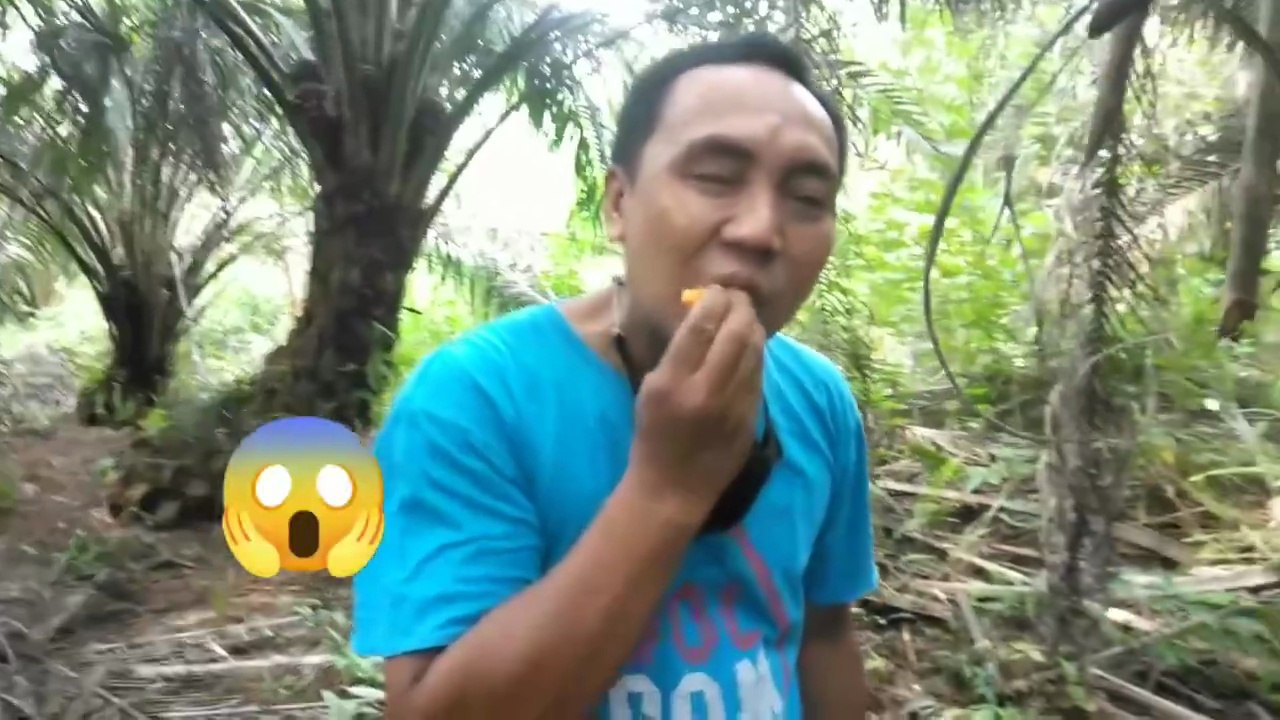 panorama kebun sawit kotawaringin barat