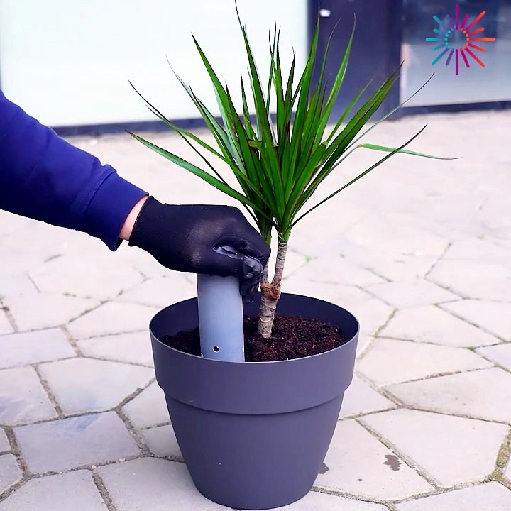 Learn how to easily make a water system for the plants