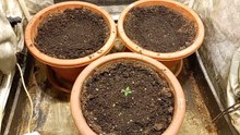 Cultivo de Interior - Marihuana autofloreciente
