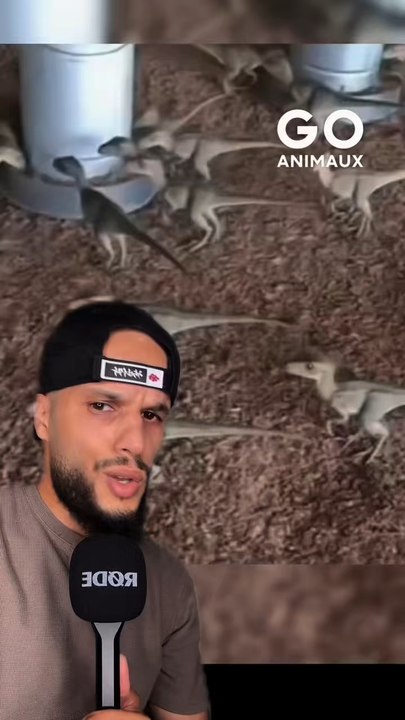 Voilà pourquoi on arrive pas à trouver un ADN pour ressuscité les dinosaures