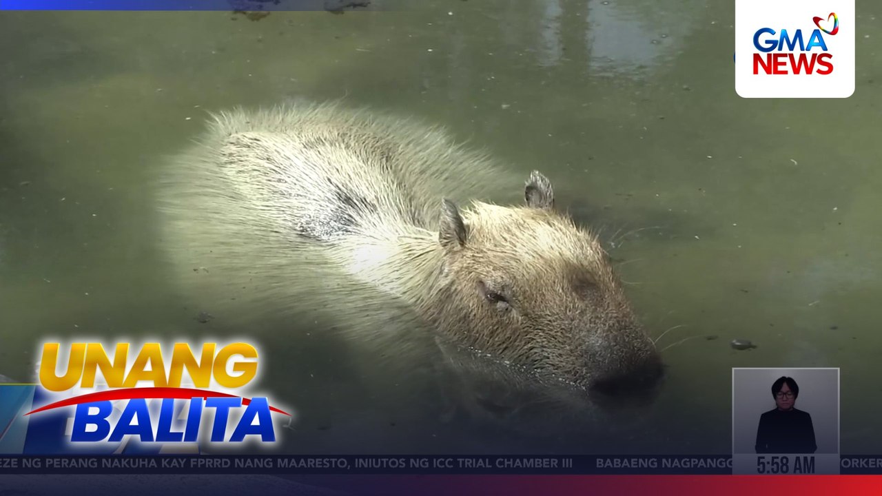 Capybara sa Manila Zoo, nakunang nasa pond na marumi | Unang Balita
