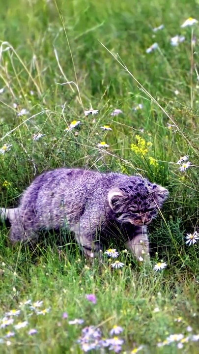 Rare Wildlife Footage: Fluffy Pallas's Cat Stalking Stealthily Through Wild Flower Meadow