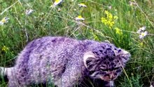 Rare Wildlife Footage: Fluffy Pallas's Cat Stalking Stealthily Through Wild Flower Meadow