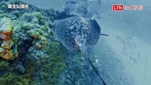 暴雨過後  澎湖珍稀海洋生物紛紛現身「全都錄」