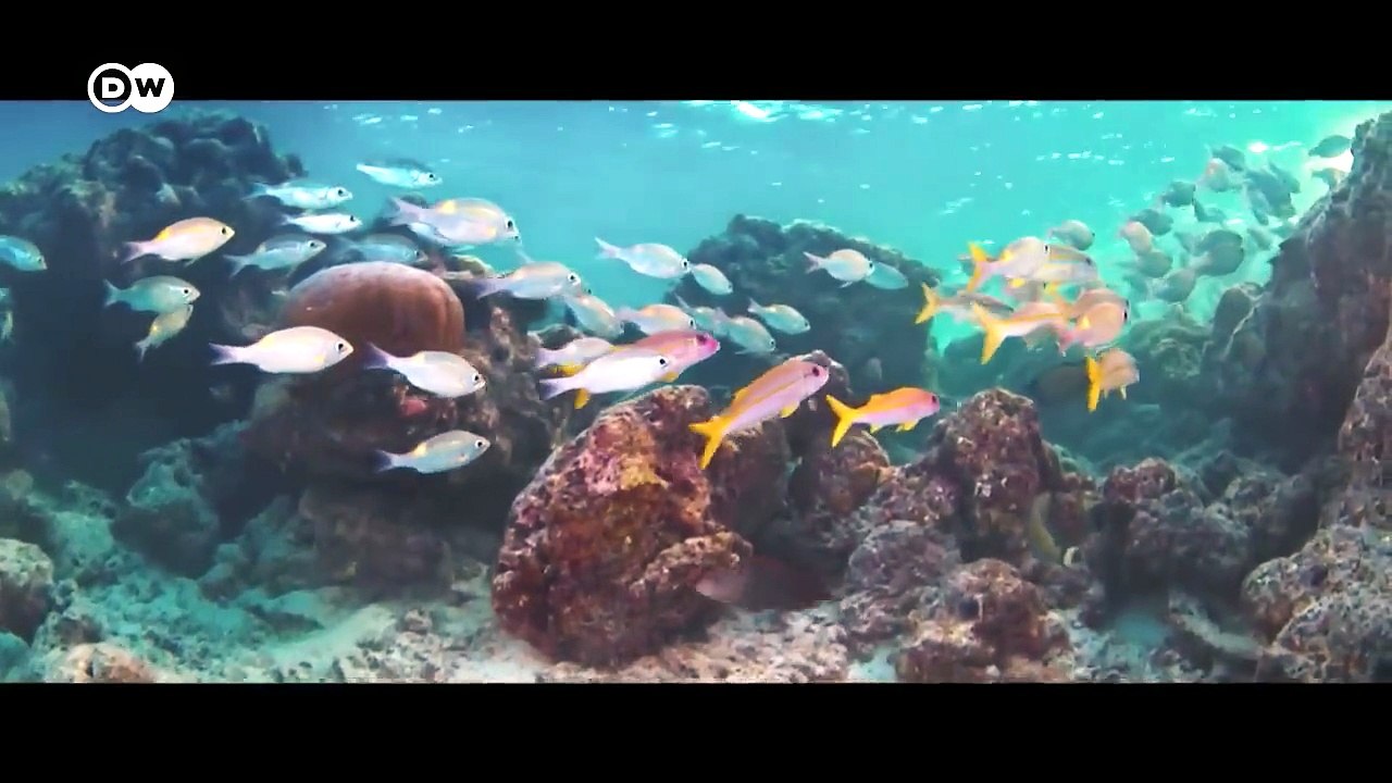 Nueva historia de nuestro planeta | DW Documental
