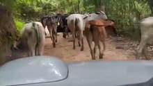 Vaca na estrada o que fazer ?
