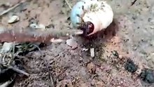 Cuidado Bicho perigoso