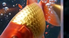 新剧上线# 我家祖坟有条龙 (下)