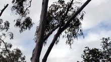 Kookaburra 03
