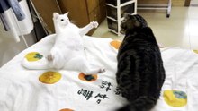 #funny_pets_animals_funny