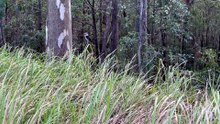 Kookaburra 01