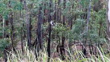 Kookaburra 02