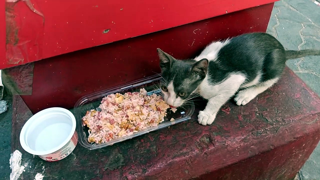 Feeding straycat1
