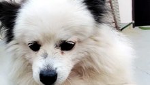 Cute Fluffy Dog Eating Fresh Grass | Funny & Adorable Pet Video