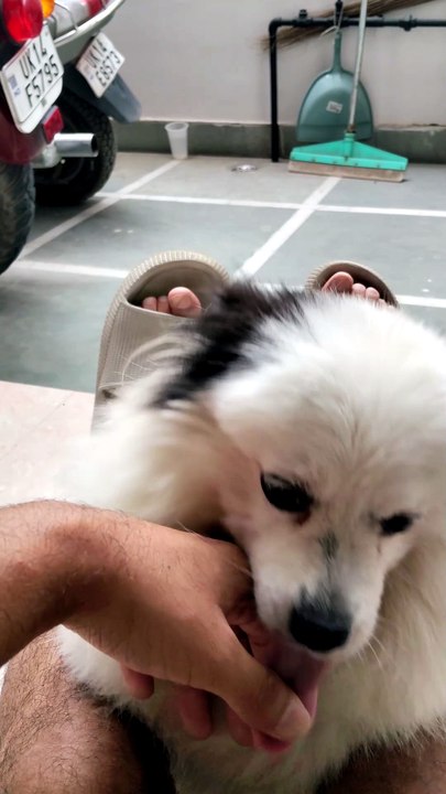 🐶 Cute Fluffy Pomeranian🥰😂 | Adorable Dog Moments ❤️