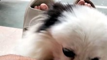 🐶 Cute Fluffy Pomeranian🥰😂 | Adorable Dog Moments ❤️