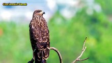 Black Kite Bird Sound | High-Quality Black Kite Call & Whistle