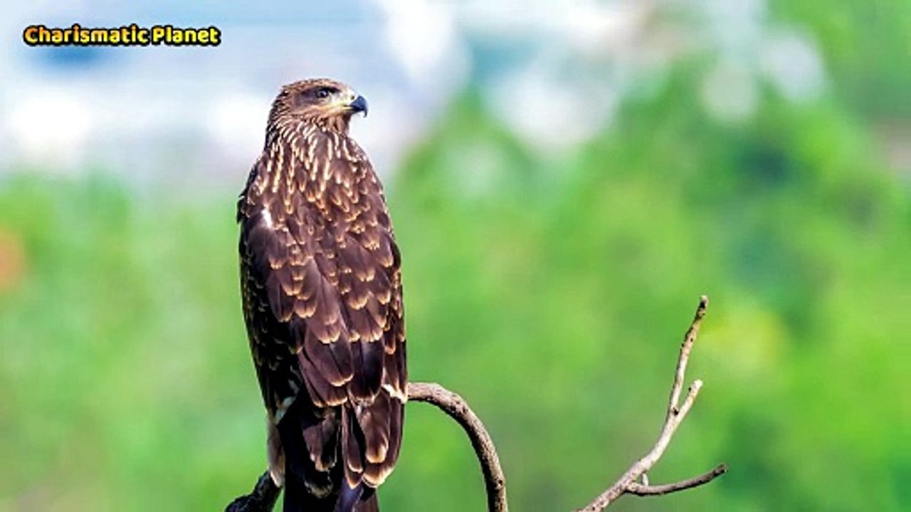 Black Kite Bird Sound | High-Quality Black Kite...