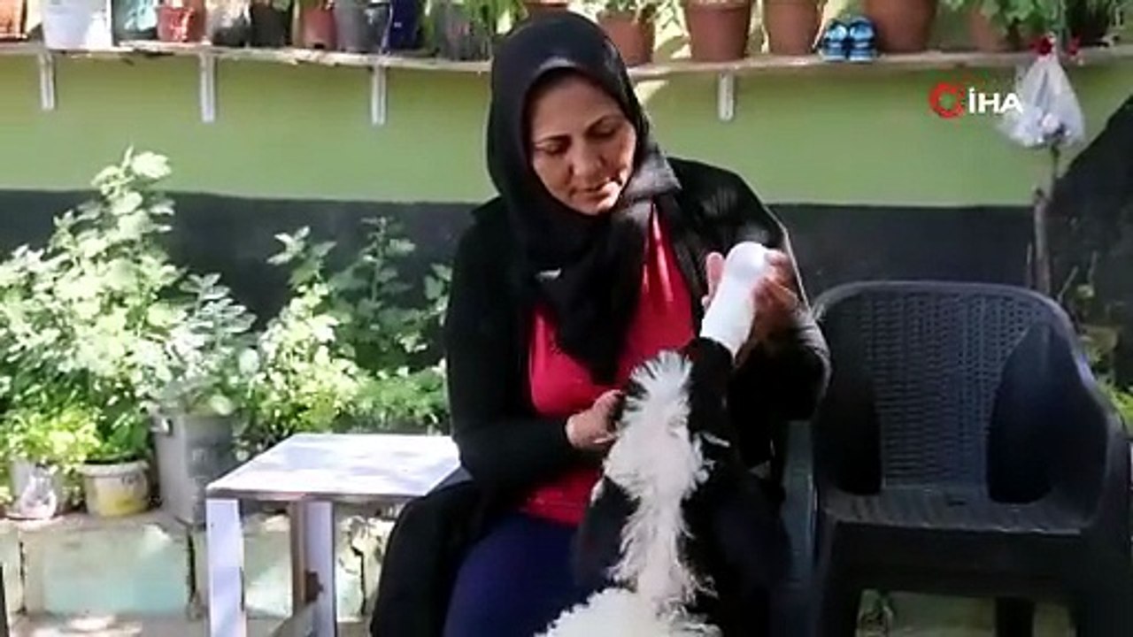 Evladını lösemiden kaybeden anne, teselliyi peşinden ayrılmayan kuzuda buldu