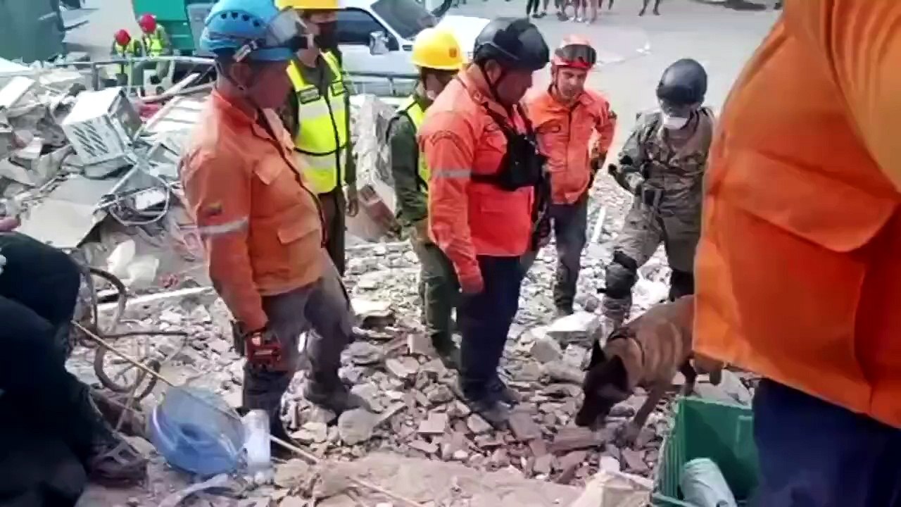 Un perro de rescate argentino fue clave para encontrar con vida a dos nenes bajo los escombros en Venezuela
