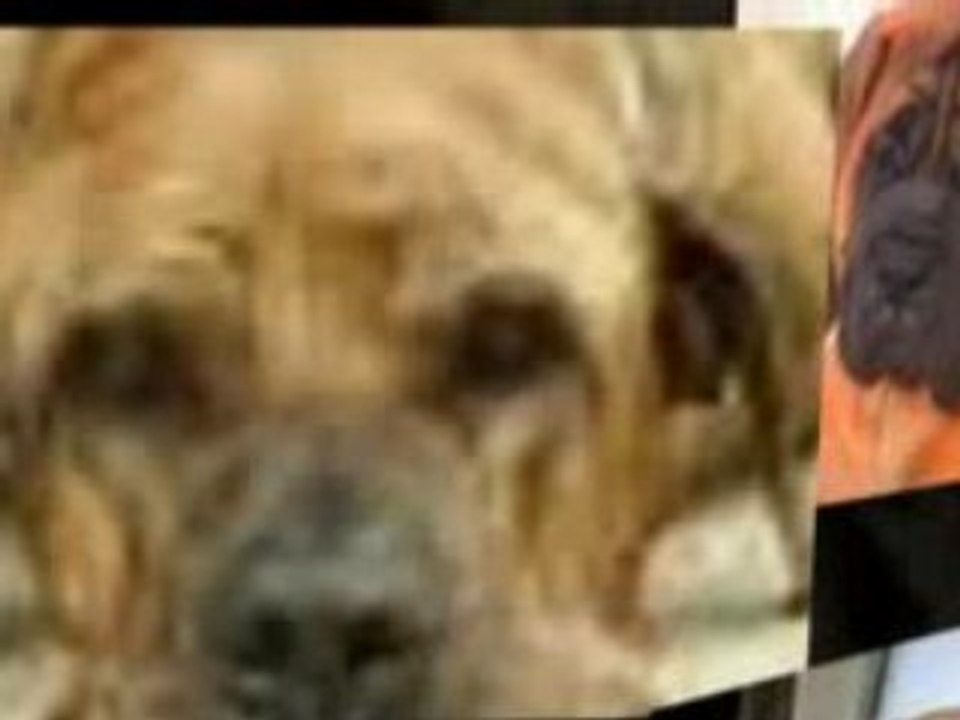 brazilian mastiff dogs can smell you a milion miles away