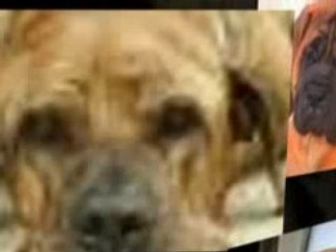 brazilian mastiff dogs can smell you a milion miles away