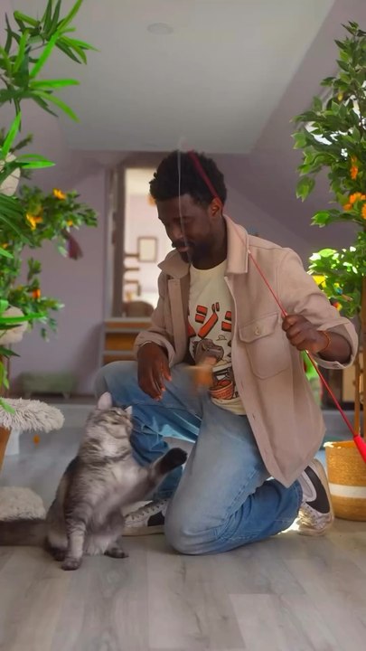 Un hôtel pour chat à Lille ?