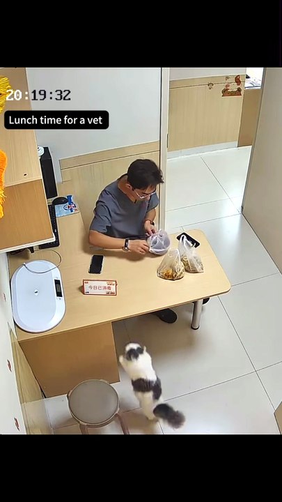 Pause déjeuner paisible d’un véto entouré de ses chats curieux