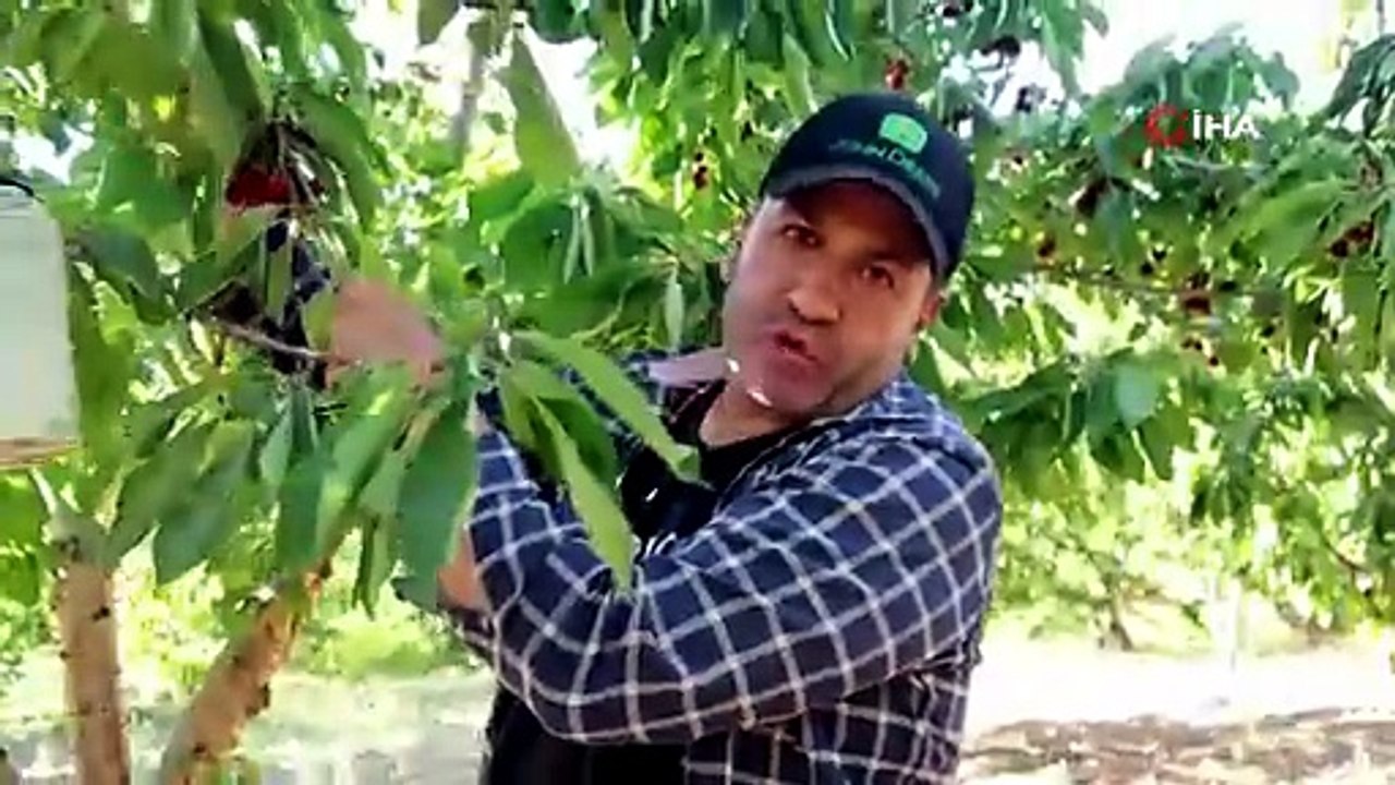Türkiye'nin dünyaca ünlü kırmızı altınında isyan var! Üretici de isyan etti!