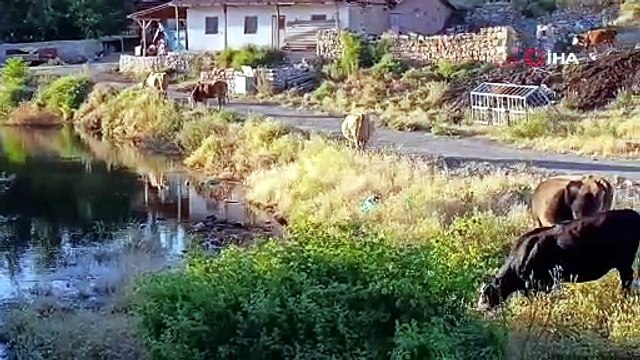 Baraj taştı, köyü yılanlar bastı... Vatandaşlar acil tahliye bekliyor!