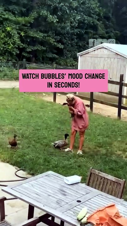 The duck bursts with excitement when its owner gives another duck attention
