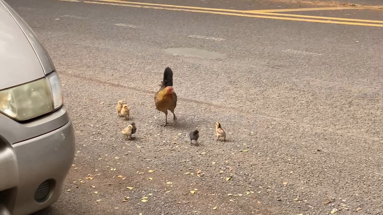 The caring mother hen safely guides her chicks away from a busy road